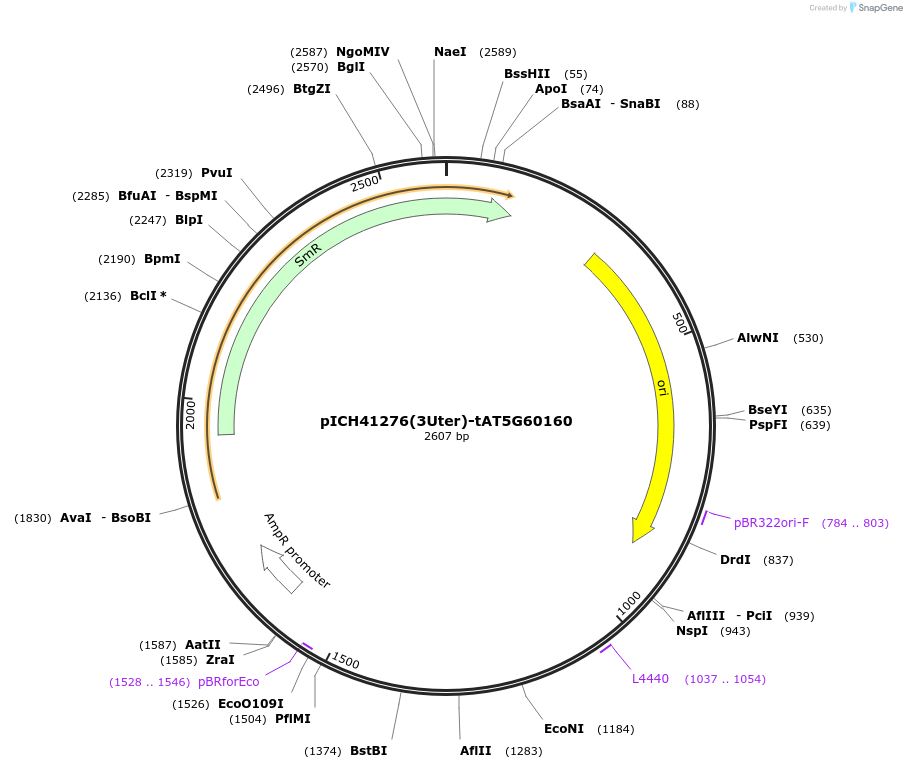 205408-plasmid-map-sequence-id-404823