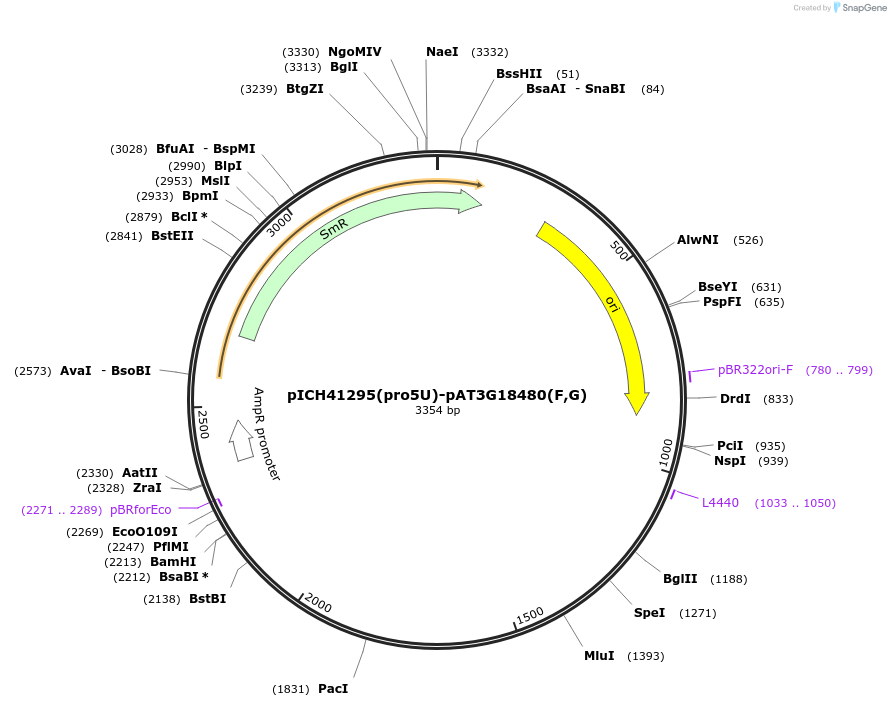 205377-plasmid-map-sequence-id-404829