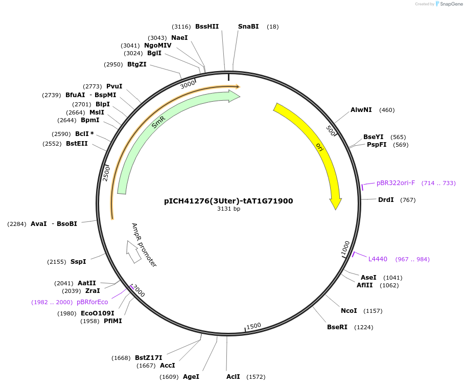 205393-plasmid-map-sequence-id-404830