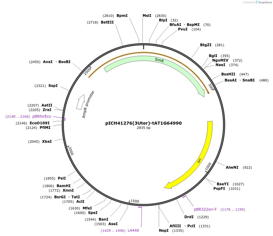 205391-plasmid-map-sequence-id-404832