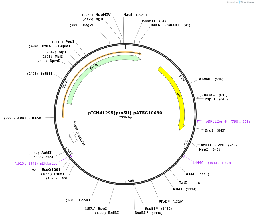 205382-plasmid-map-sequence-id-404835