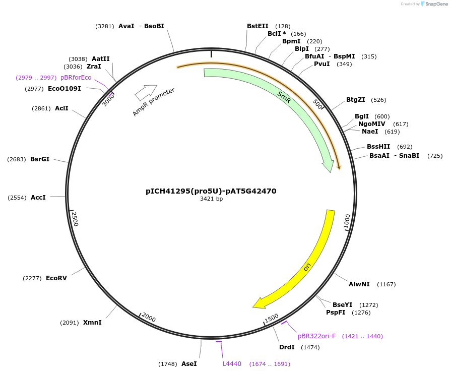 205385-plasmid-map-sequence-id-404836
