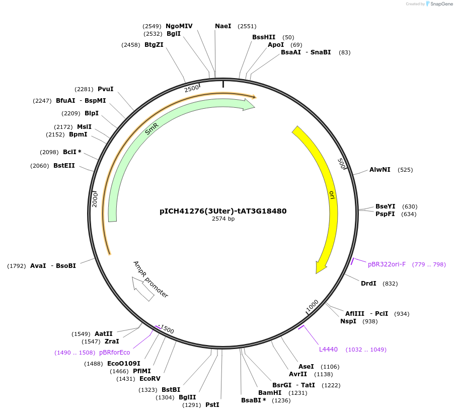 205400-plasmid-map-sequence-id-404837