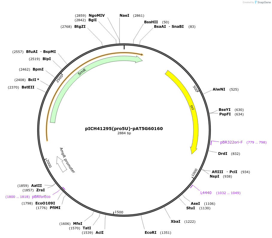 205386-plasmid-map-sequence-id-404840