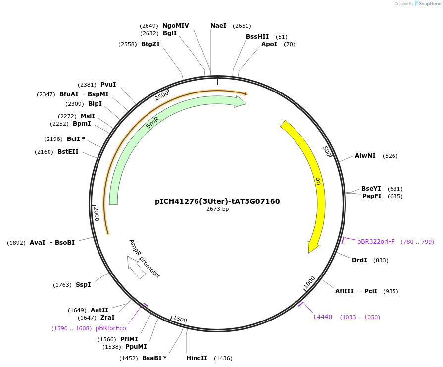 205398-plasmid-map-sequence-id-404842