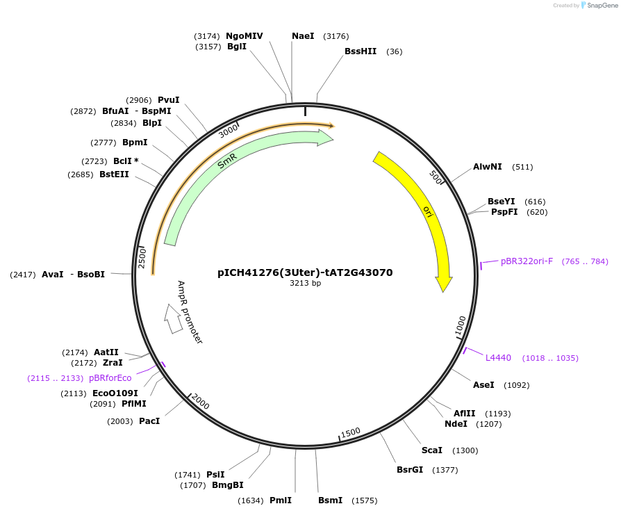 205397-plasmid-map-sequence-id-404845