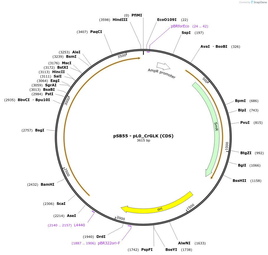 203903-plasmid-map-sequence-id-404848