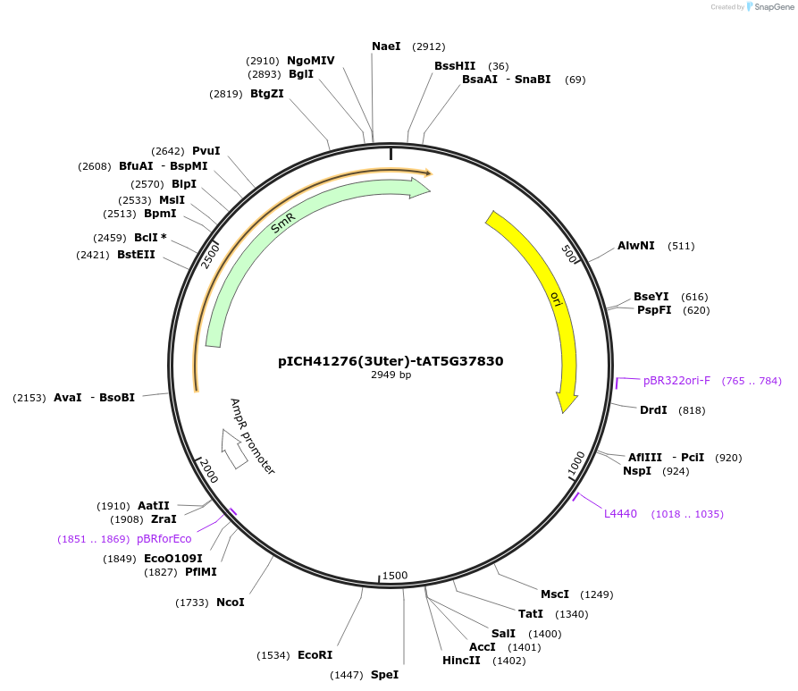 205406-plasmid-map-sequence-id-404849