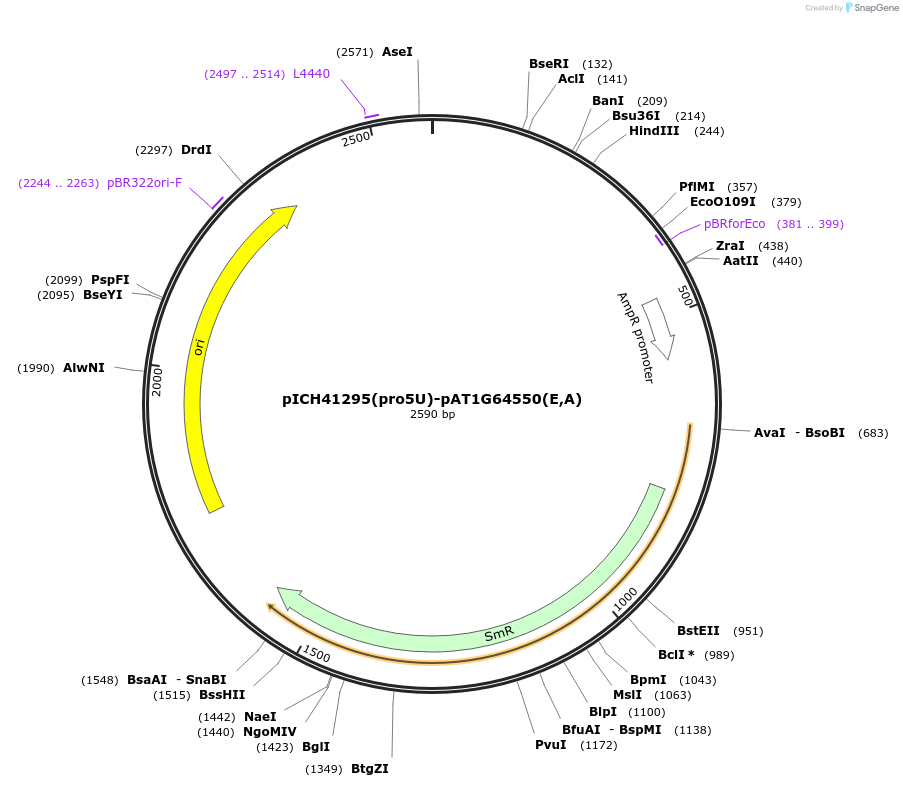 205363-plasmid-map-sequence-id-404851