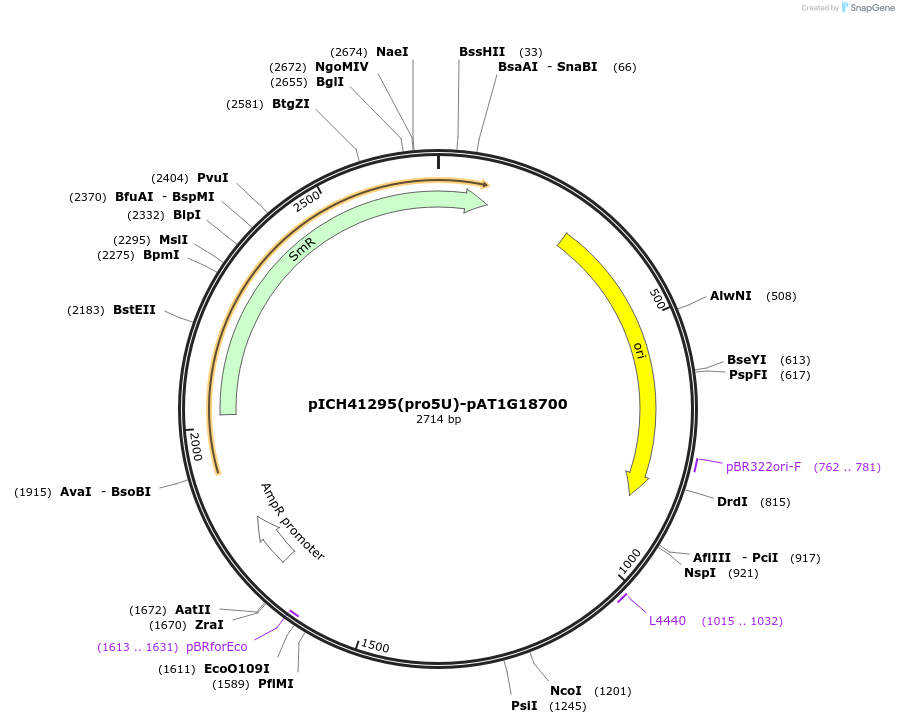 205359-plasmid-map-sequence-id-404855