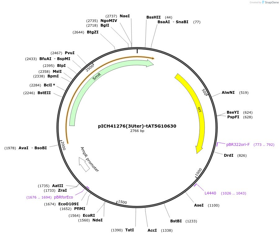 205405-plasmid-map-sequence-id-404857