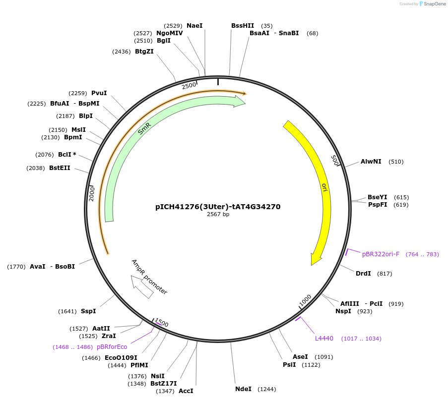 205403-plasmid-map-sequence-id-404858