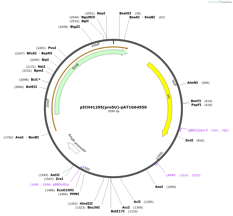 205362-plasmid-map-sequence-id-404859