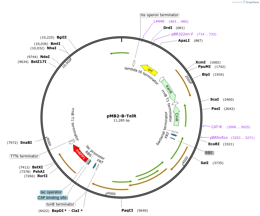 204988-plasmid-map-sequence-id-404867