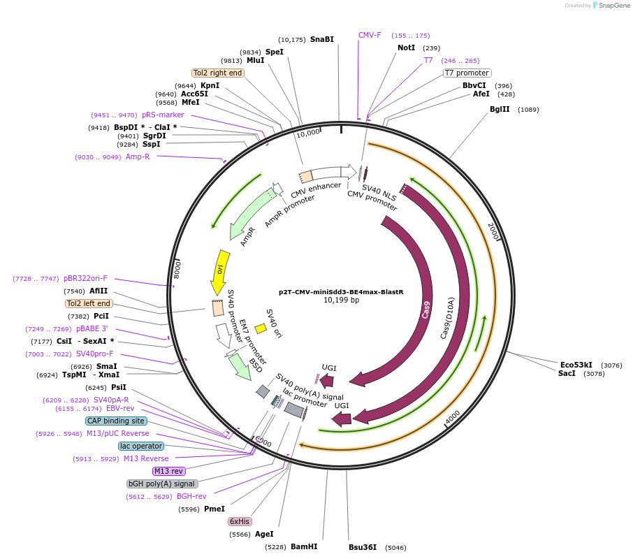 204849-plasmid-map-sequence-id-404872