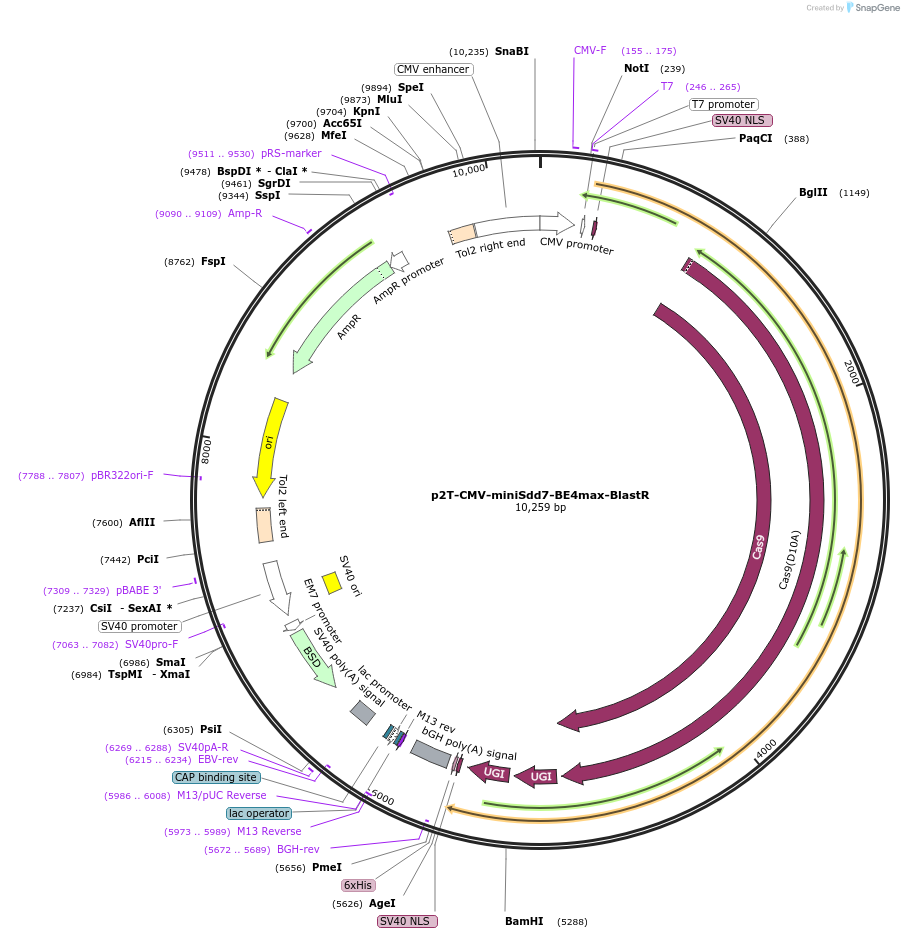 204851-plasmid-map-sequence-id-404874