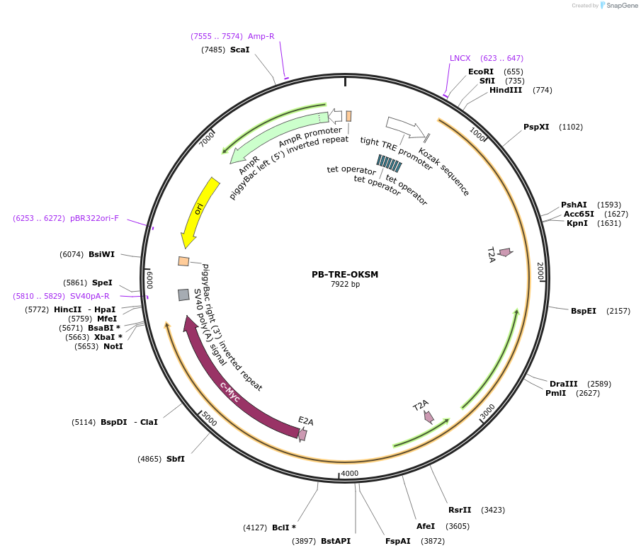 204498-plasmid-map-sequence-id-404877