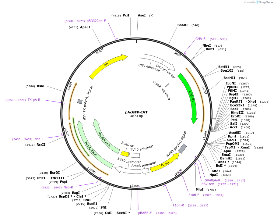 205145-plasmid-map-sequence-id-404881