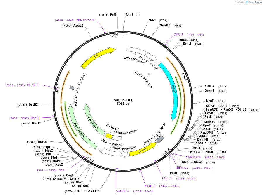 205148-plasmid-map-sequence-id-404883