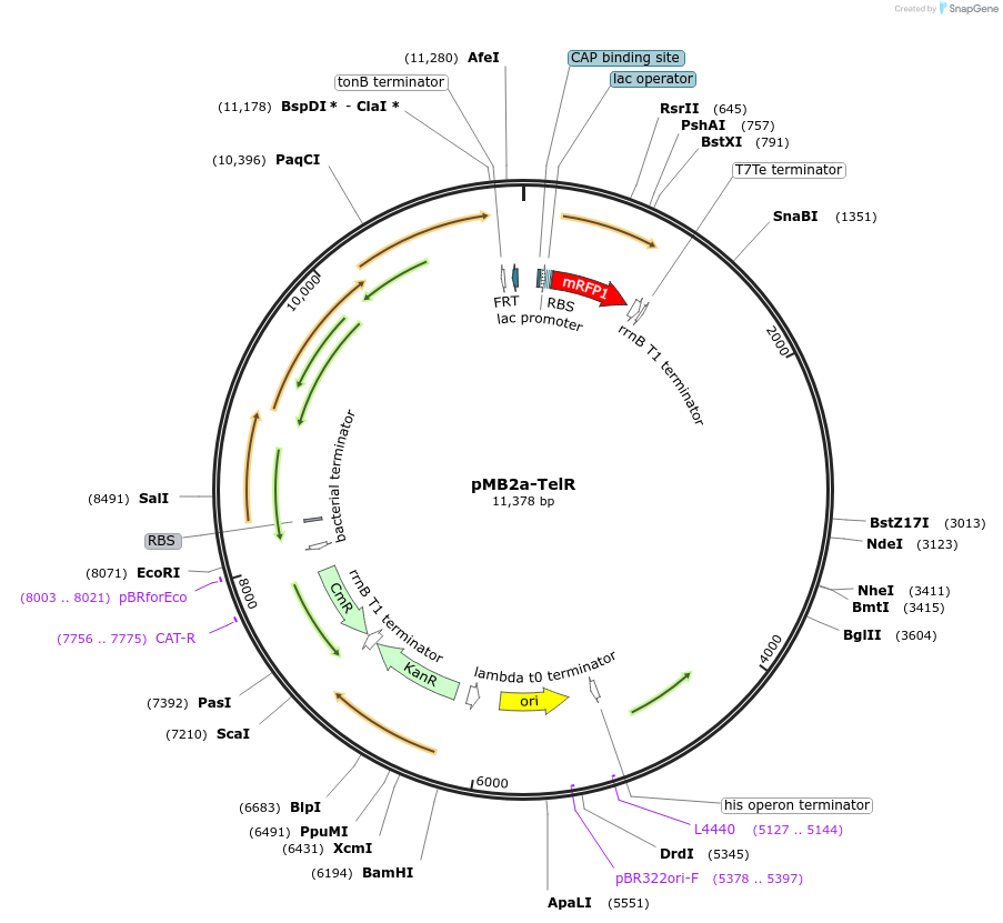 204985-plasmid-map-sequence-id-404885