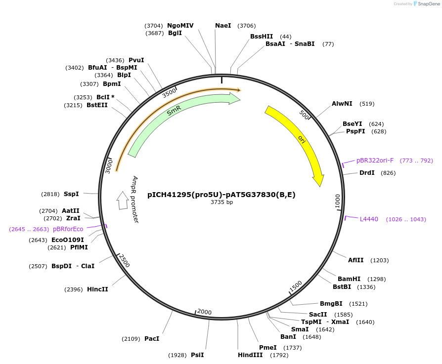 205384-plasmid-map-sequence-id-404886