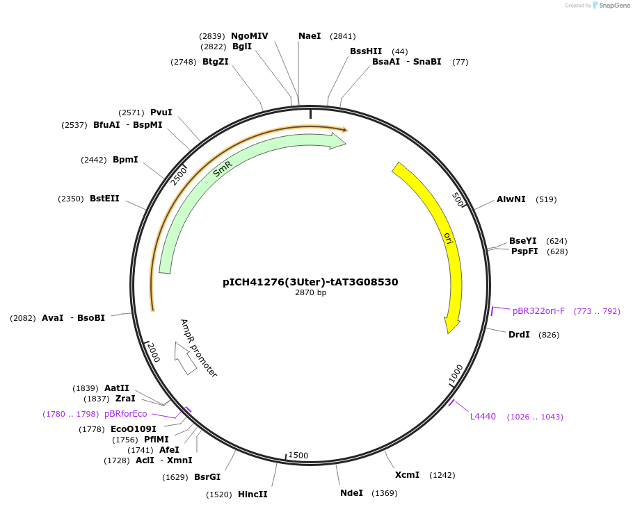 205399-plasmid-map-sequence-id-404889