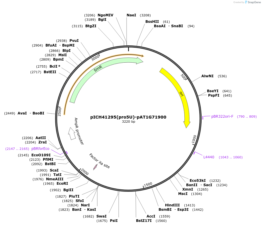 205366-plasmid-map-sequence-id-404890