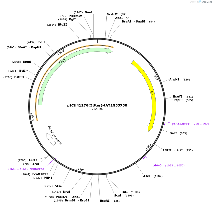 205396-plasmid-map-sequence-id-404892