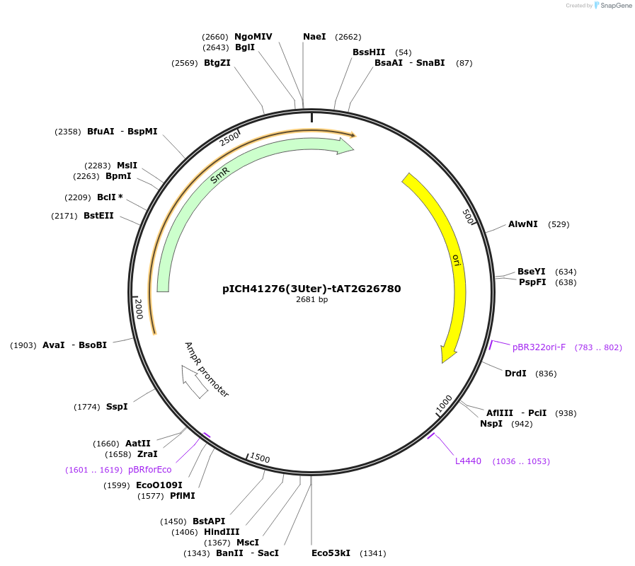 205394-plasmid-map-sequence-id-404893