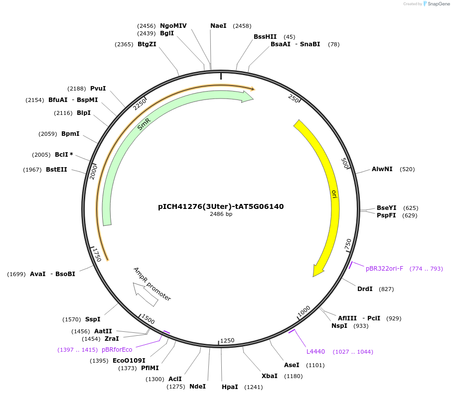 205404-plasmid-map-sequence-id-404896