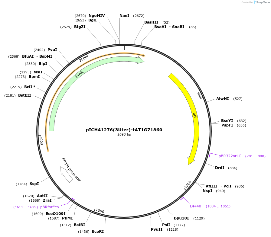 205392-plasmid-map-sequence-id-404897