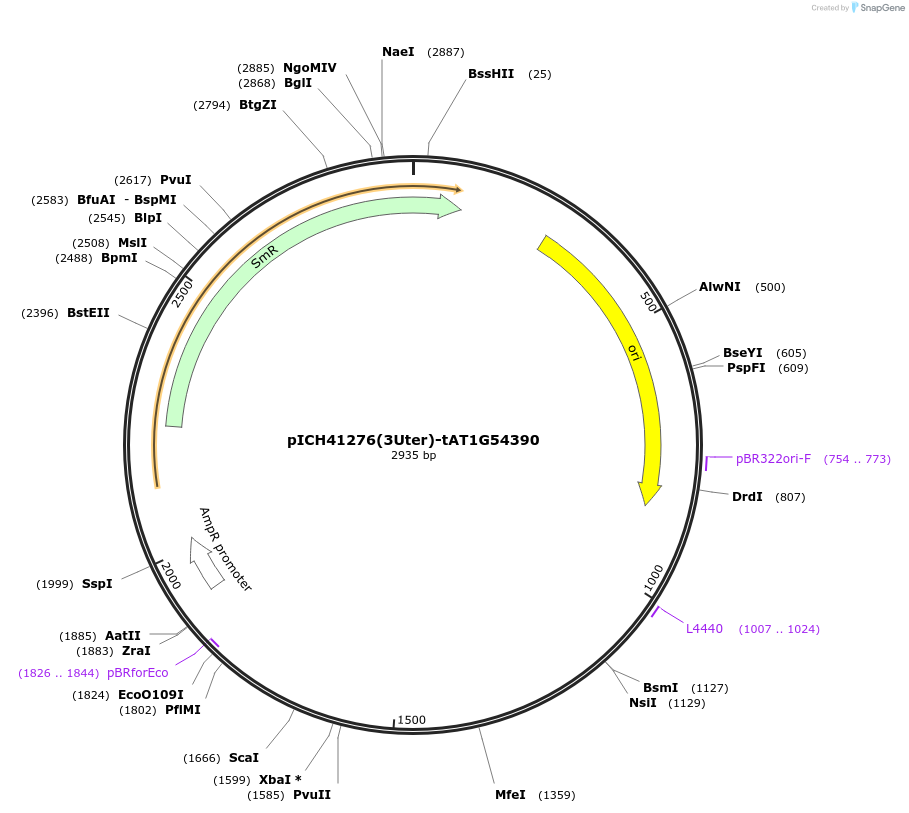 205389-plasmid-map-sequence-id-404898