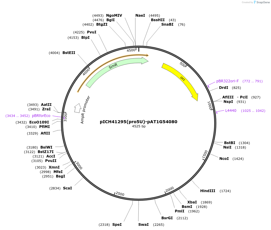 205360-plasmid-map-sequence-id-404899