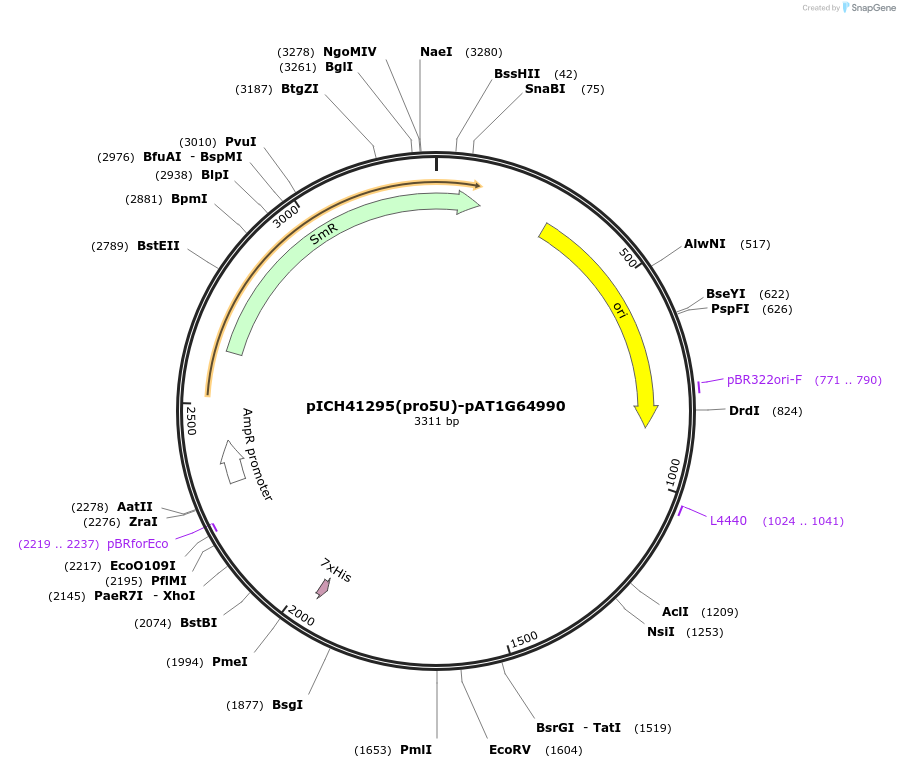 205364-plasmid-map-sequence-id-404900