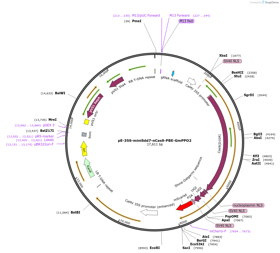 204855-plasmid-map-sequence-id-404904