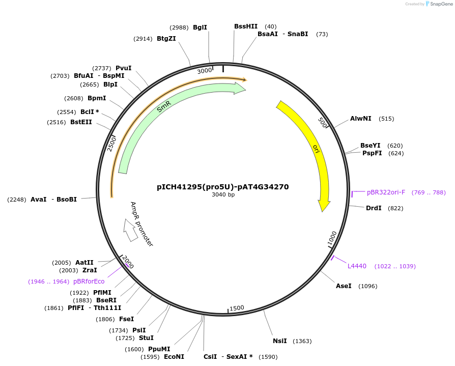205380-plasmid-map-sequence-id-404907