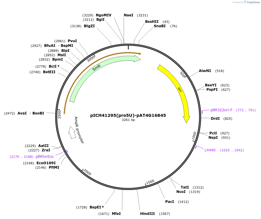 205379-plasmid-map-sequence-id-404914