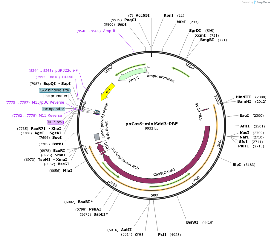204857-plasmid-map-sequence-id-404915