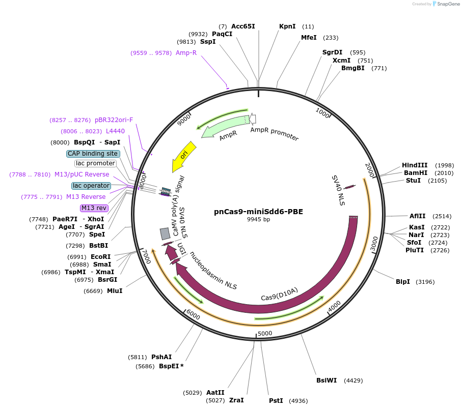 204858-plasmid-map-sequence-id-404916