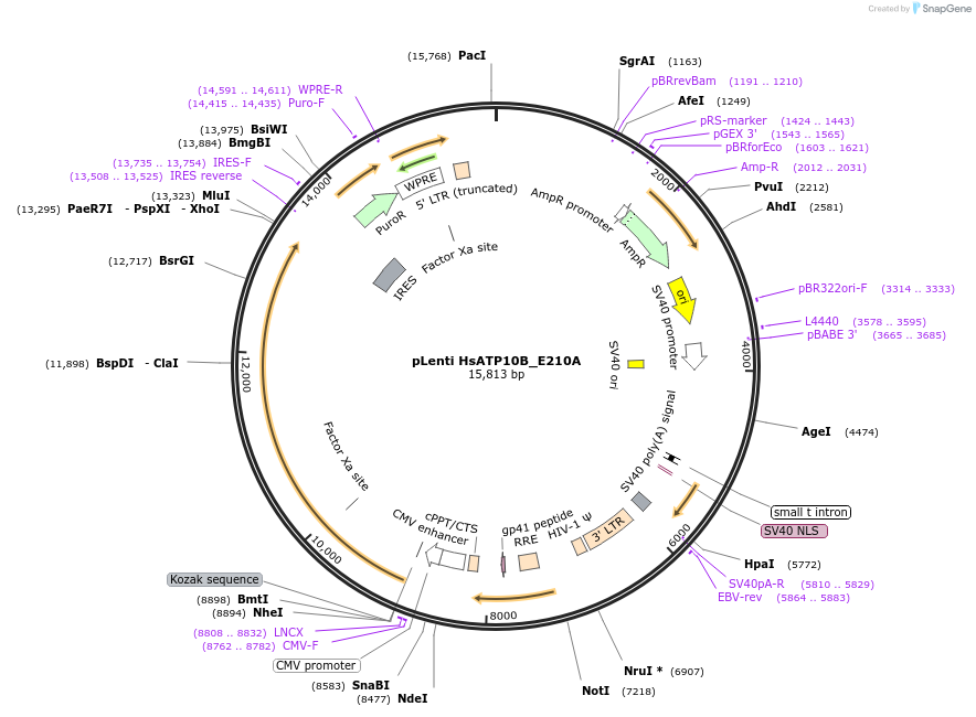 204475-plasmid-map-sequence-id-404917