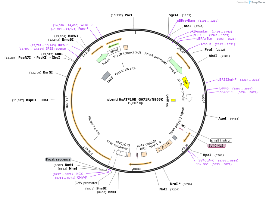 204478-plasmid-map-sequence-id-404919