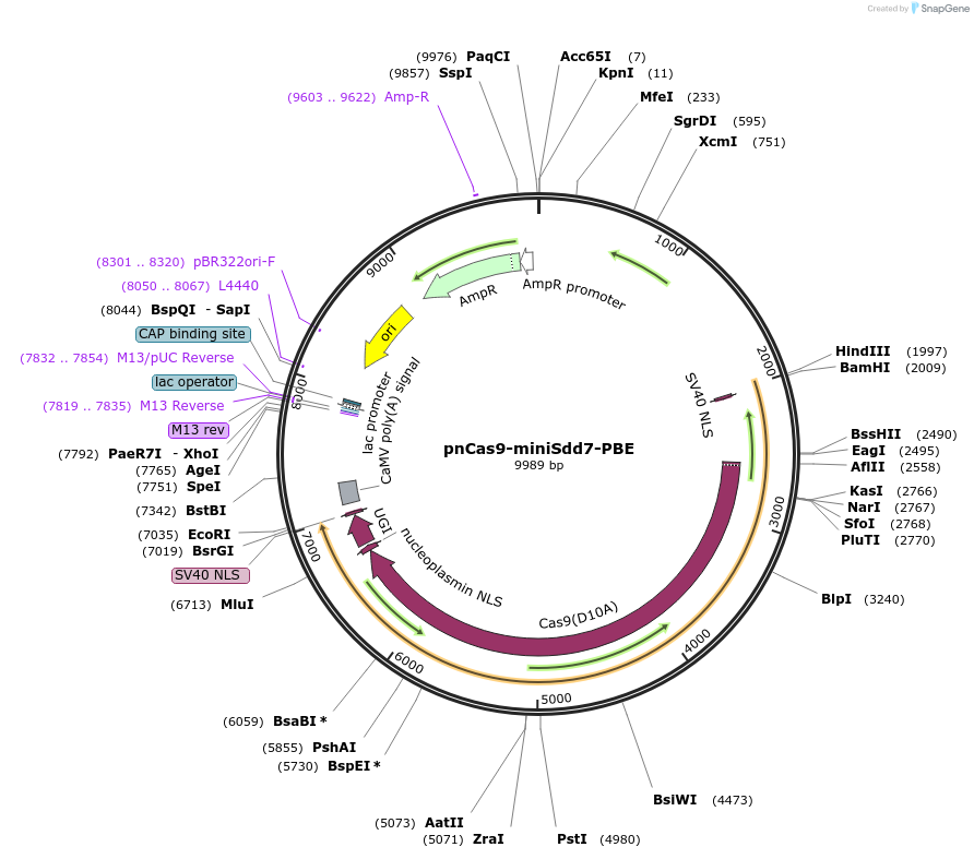 204859-plasmid-map-sequence-id-404920