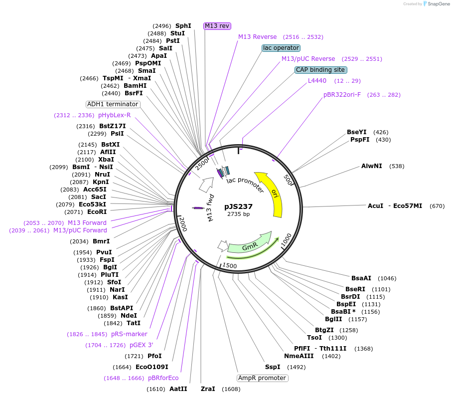 200713-plasmid-map-sequence-id-404925