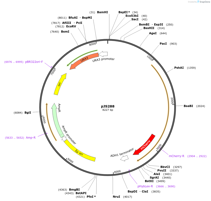 200714-plasmid-map-sequence-id-404927
