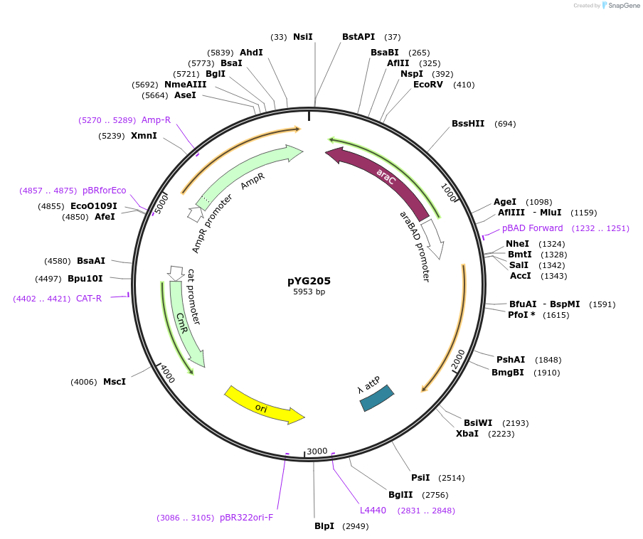 200836-plasmid-map-sequence-id-404931