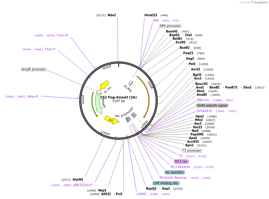 14964-plasmid-map-sequence-id-404933