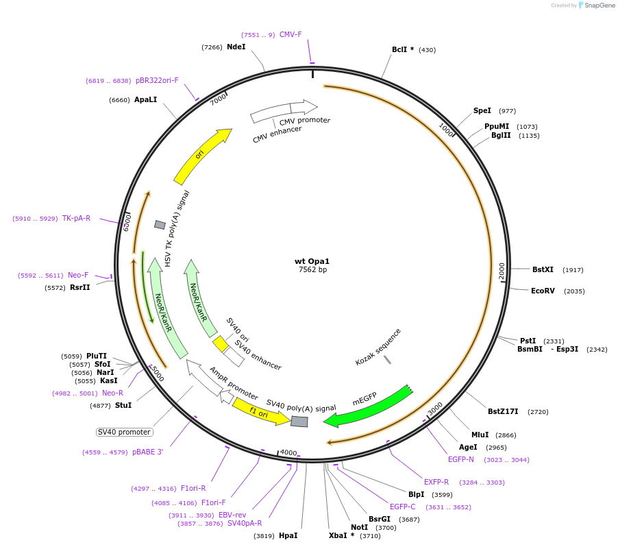 204427-plasmid-map-sequence-id-404934