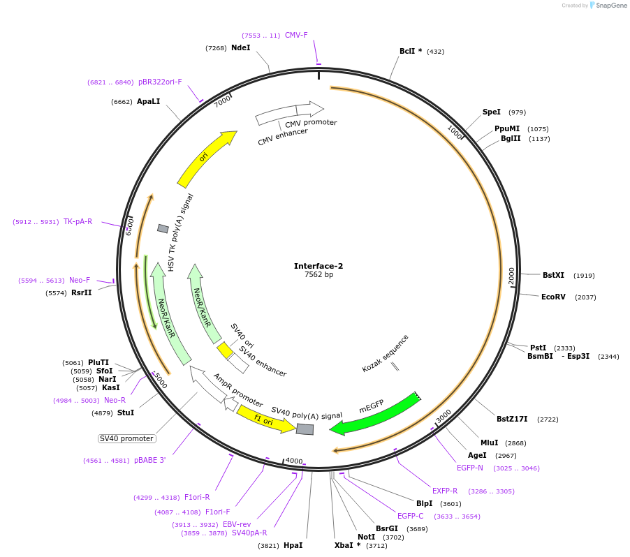204433-plasmid-map-sequence-id-404940