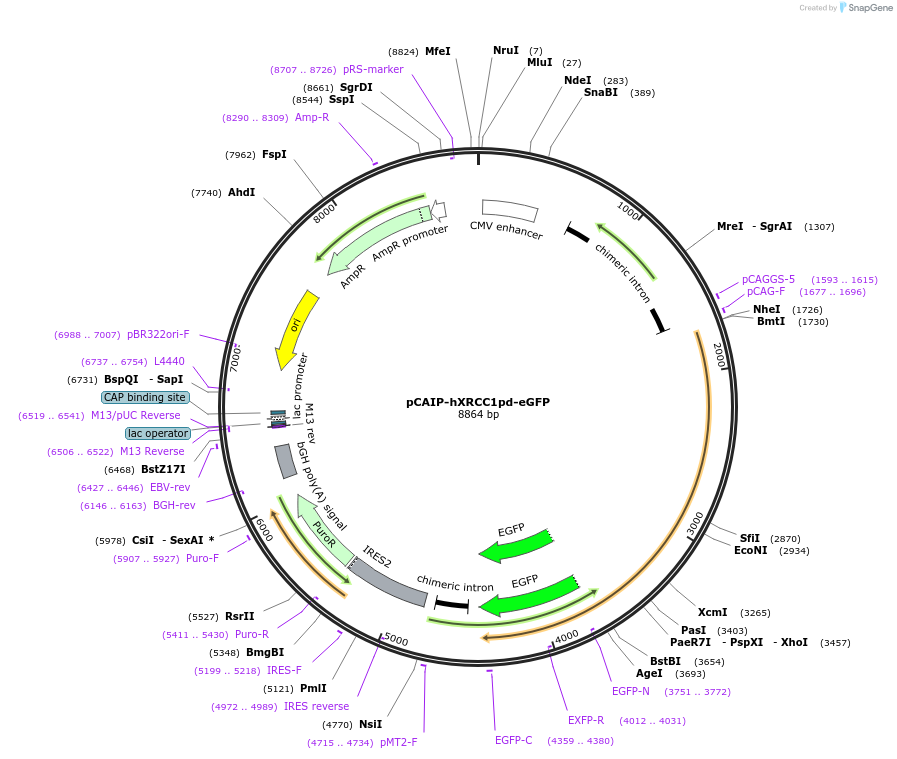 206033-plasmid-map-sequence-id-404944