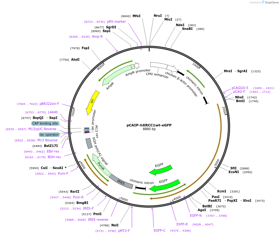 206032-plasmid-map-sequence-id-404945